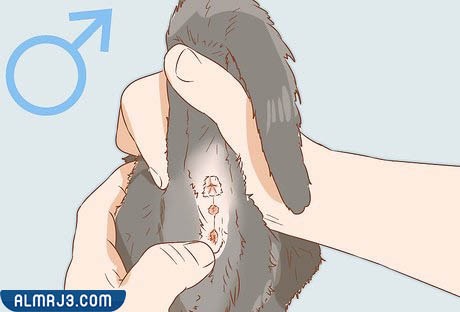 الفرق بين ذكور القطط وإناثها في الجسم والوجه , ذكر