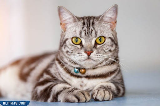 القط الأمريكي قصير الشعر
