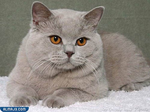 القط البريطاني