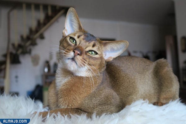 افضل انواع القطط