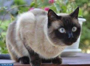 القط السيامي