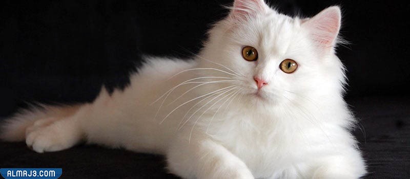 القط الشيرازي الأبيض