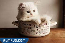 القط الشيرازي فنجان الشاي