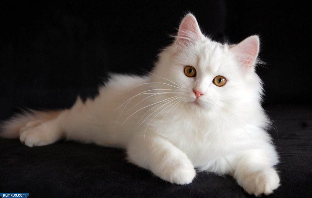 القط الشيرازي