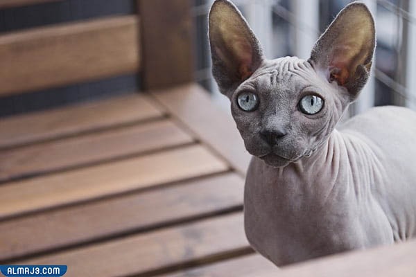 القط الفرعوني سفينكس