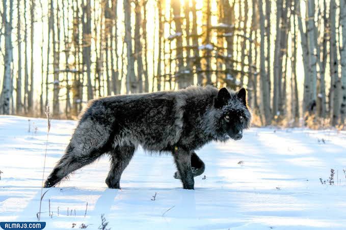 الكلب الذئب