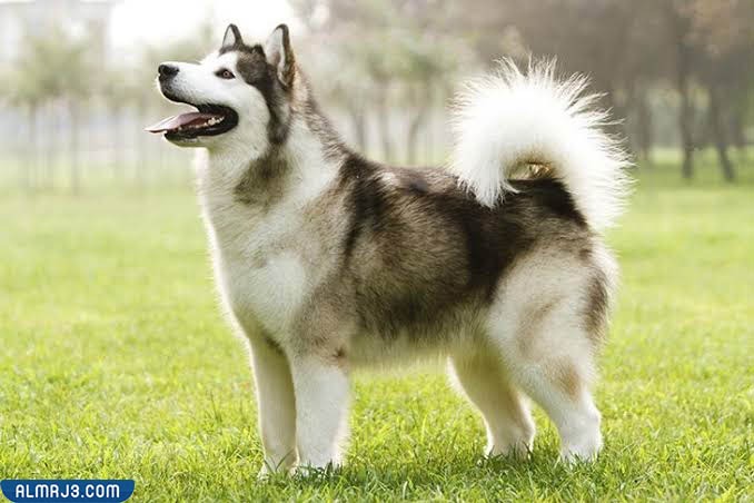 مالموت ألاسكا