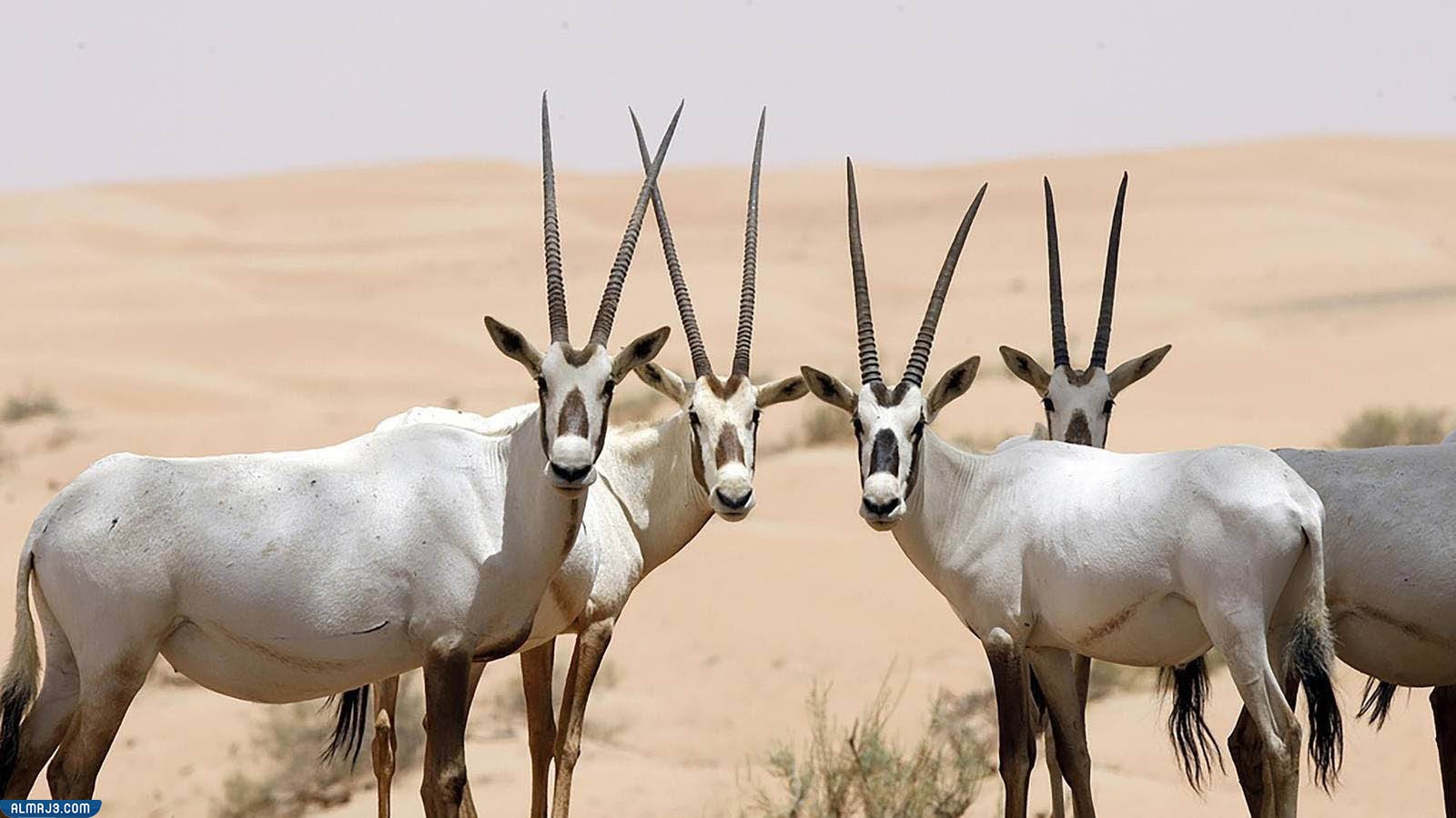 المها العربي