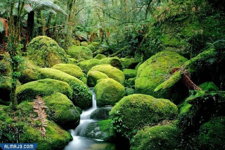 النباتات اللاوعائية الطحلبية