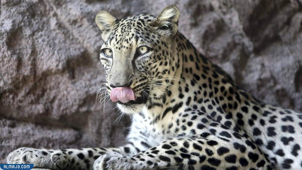 النمر العربي