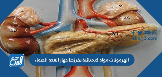 الهرمونات مواد كيميائية يفرزها جهاز الغدد الصماء