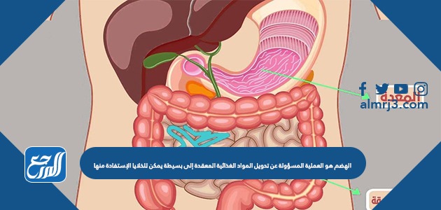 الهضم هو العملية المسؤولة عن تحويل المواد الغذائية المعقدة إلى بسيطة يمكن للخلايا الإستفادة منها
