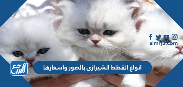 انواع القطط الشيرازى بالصور واسعارها