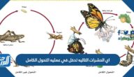 اي الحشرات التاليه تدخل في عمليه التحول الكامل