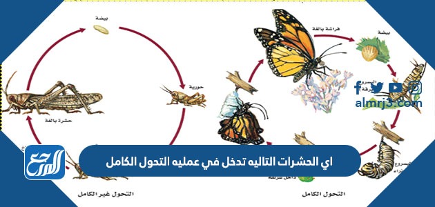 اي الحشرات التاليه تدخل في عمليه التحول الكامل