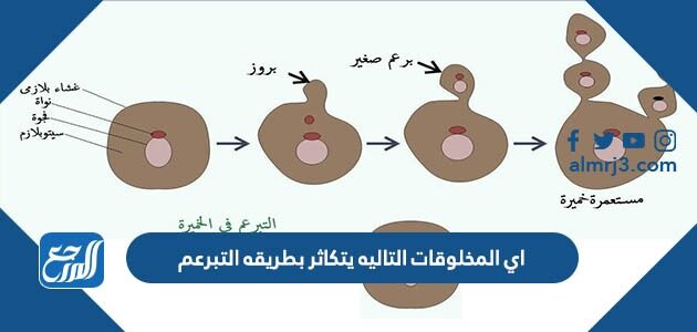 اي المخلوقات التاليه يتكاثر بطريقه التبرعم