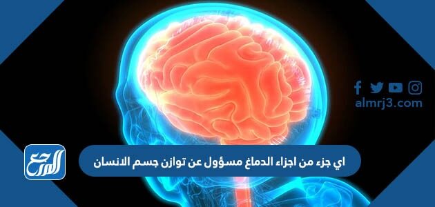 اي جزء من اجزاء الدماغ مسؤول عن توازن جسم الانسان