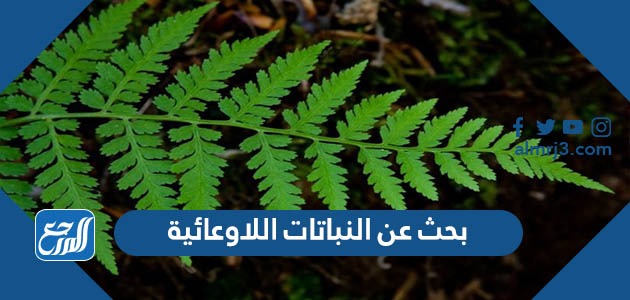 بحث عن النباتات اللاوعائية