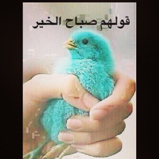 بطاقات صباح الخير مضحكة