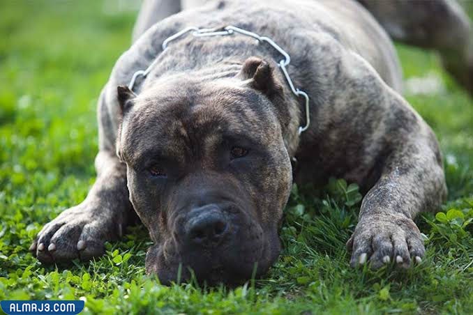 بيرو دي بريسا كناريو