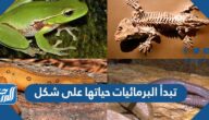 تبدأ البرمائيات حياتها على شكل