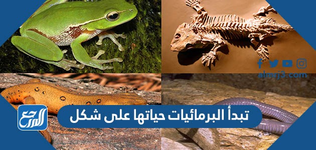 تبدأ البرمائيات حياتها على شكل