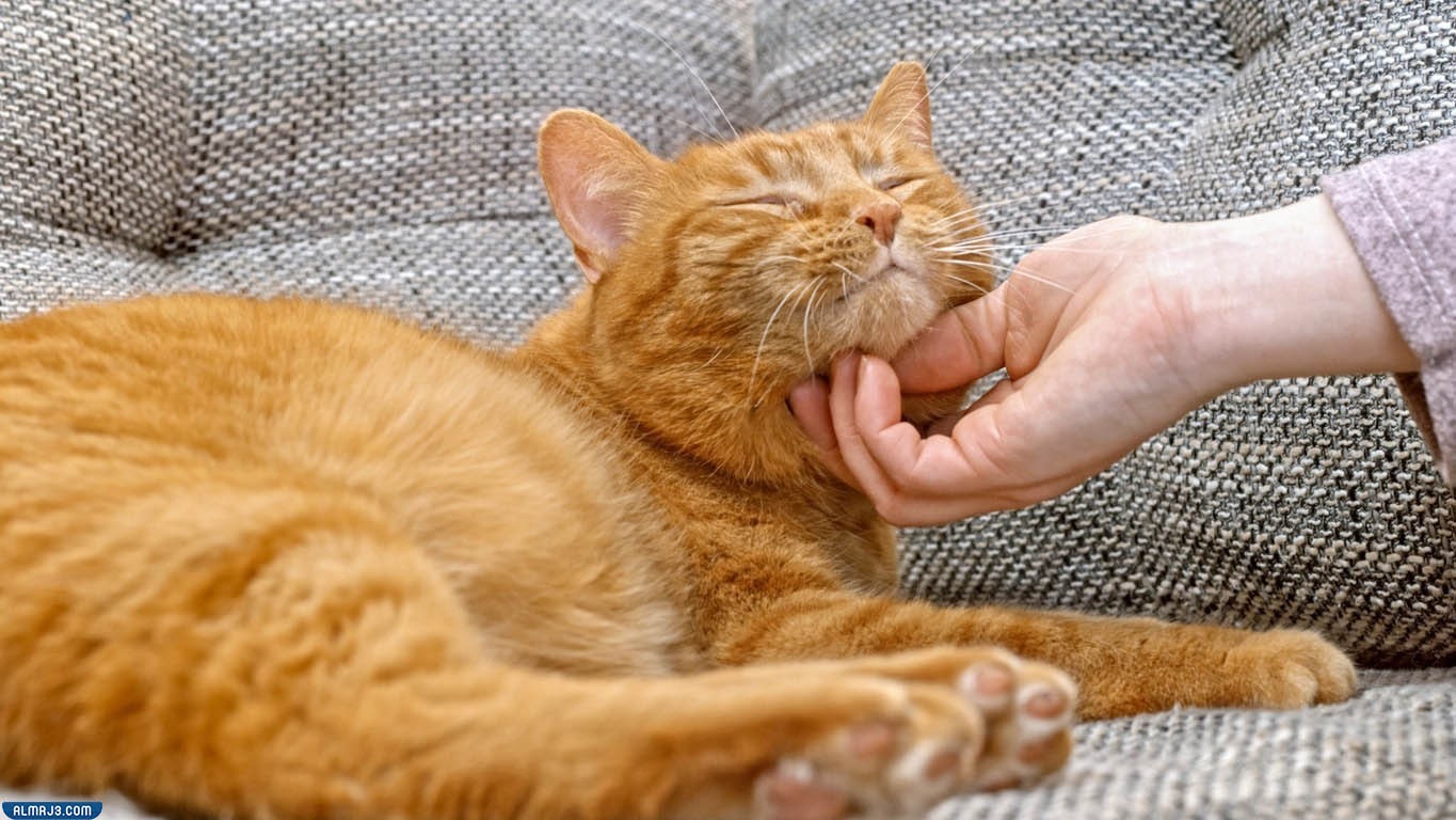 افضل انواع القطط