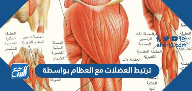 العضلات مع بواسطة ترتبط العظام ترتبط العضلات