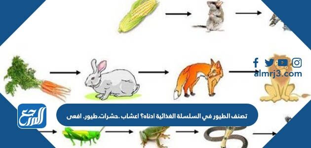 تصنف الطيور في السلسلة الغذائية ادناه؟ اعشاب .حشرات.طيور. افعى