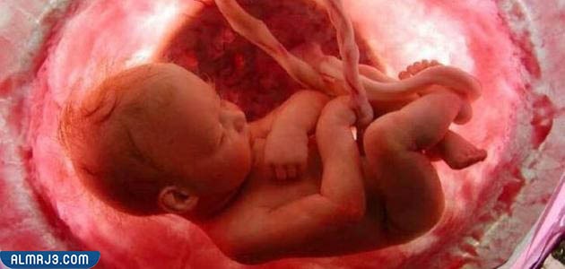 تعريف بالشهر الثالث من الحمل