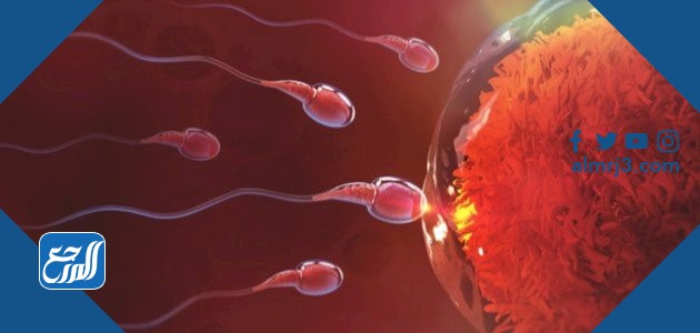 تلقيح البويضة