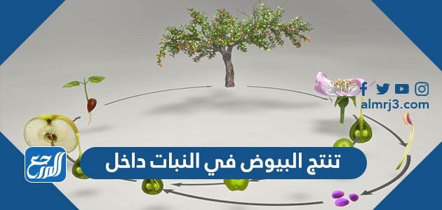 داخل النبات تنتج في البيوض تنتج البيوض