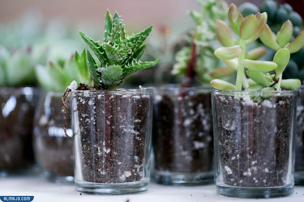 توزيعات زواج انستقرام