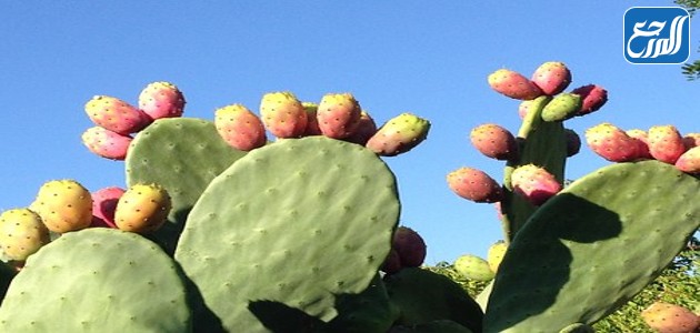 فوائد التين الشوكي للشعر