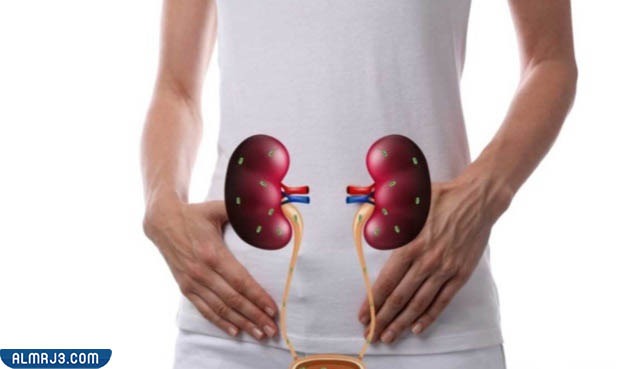 ثانيًا فوائد التوت البري المجفف بالنسبة لالتهابات المسالك البولية