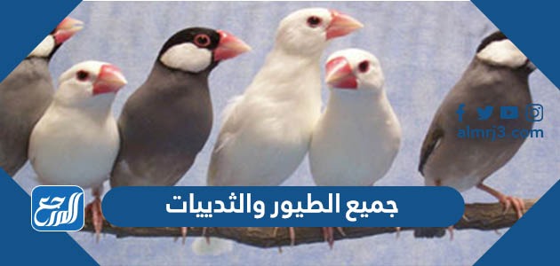 عالم الطيور عالم كبير ومتنوع حيث يوجد على هذا الكوكب، العديد من الأنواع والأشكال للطيور