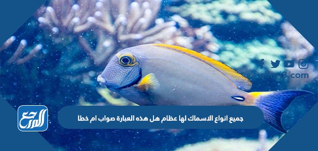 جميع انواع الاسماك لها عظام هل هذه العبارة صواب ام خطا