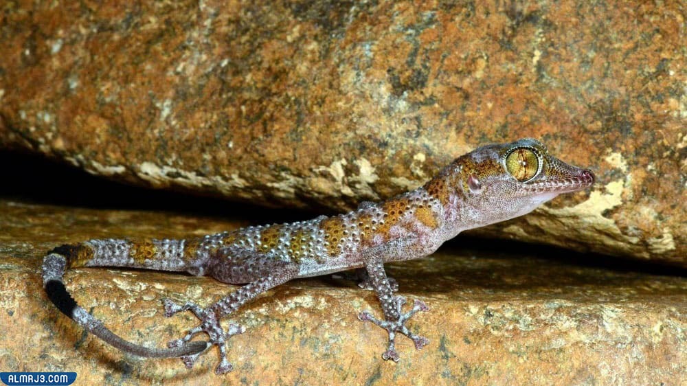 حرباء أبو ظبي