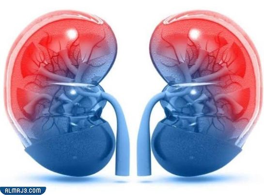 فوائد التوت البري المجفف بالنسبة للكُلى
