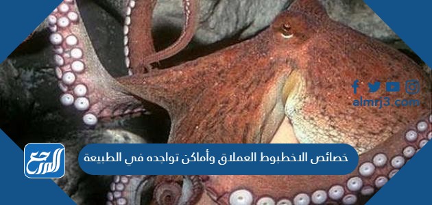 خصائص الاخطبوط العملاق وأماكن تواجده في الطبيعة