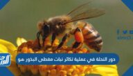 دور النحلة في عملية تكاثر نبات مغطى البذور هو