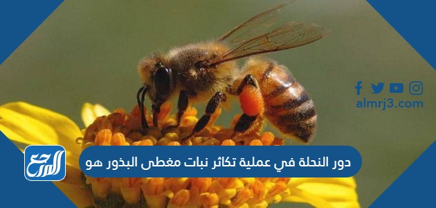 إن دور النحلة في عملية تكاثر نبات مغطى البذور هو