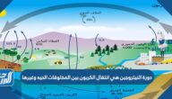 دورة النيتروجين هي انتقال الكربون بين المخلوقات الحيه وغيرها