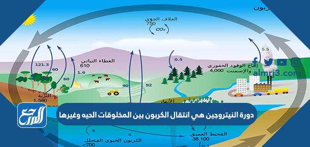 دورة النيتروجين هي انتقال الكربون بين المخلوقات الحيه وغيرها
