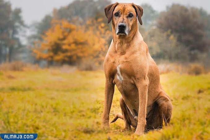 ردوسيان ريدج باك