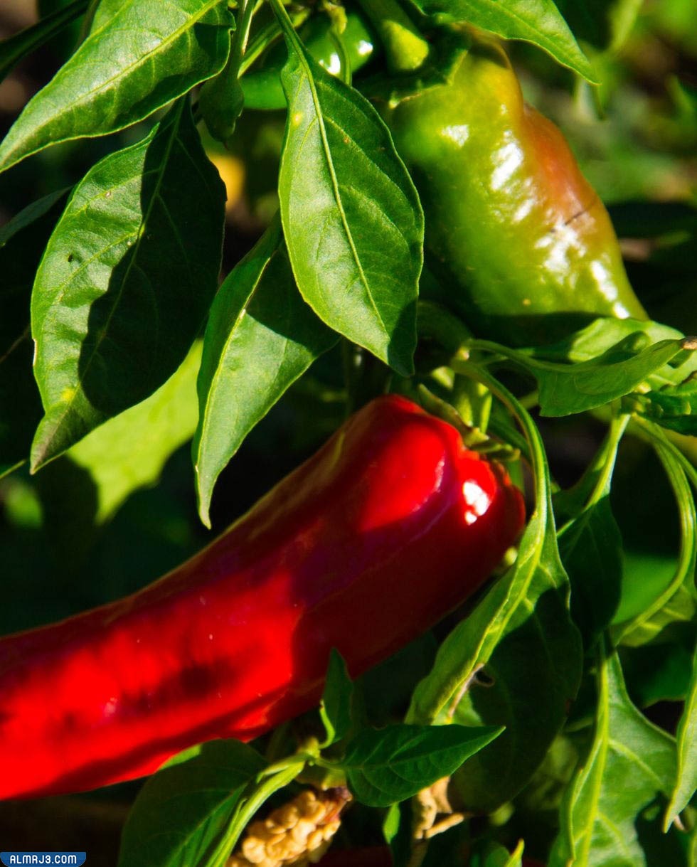 ركن الخضروات