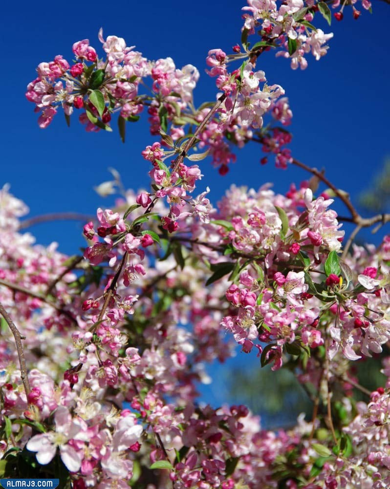 زراعة الأشجار