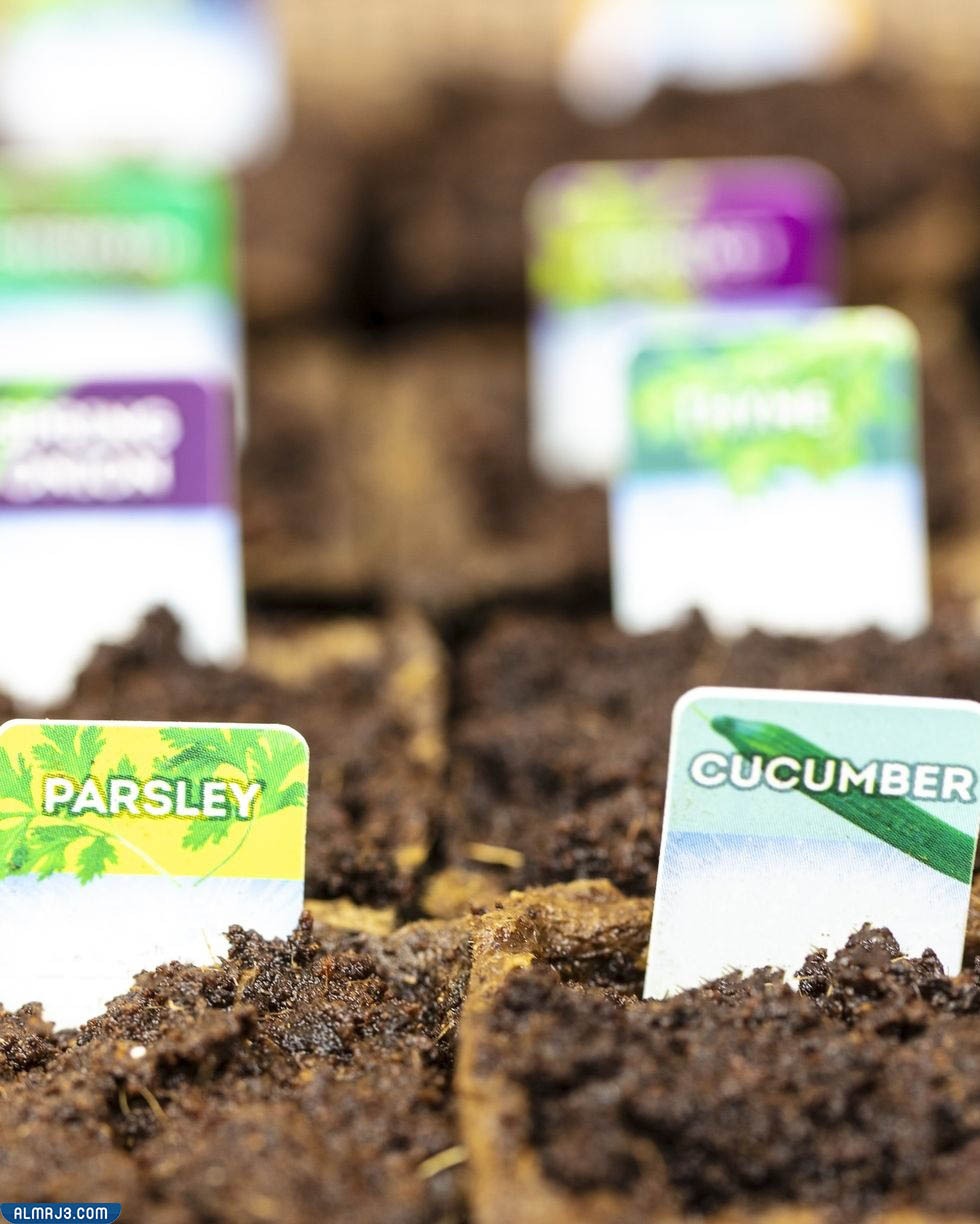 زراعة البذور