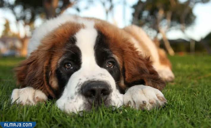 سانت برنارد