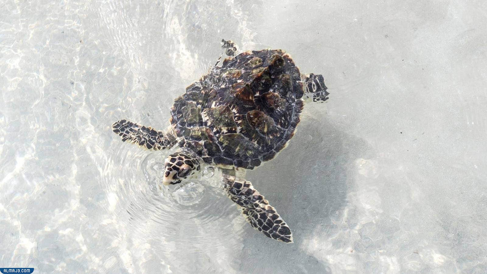 سلحفاة منقار الصقر